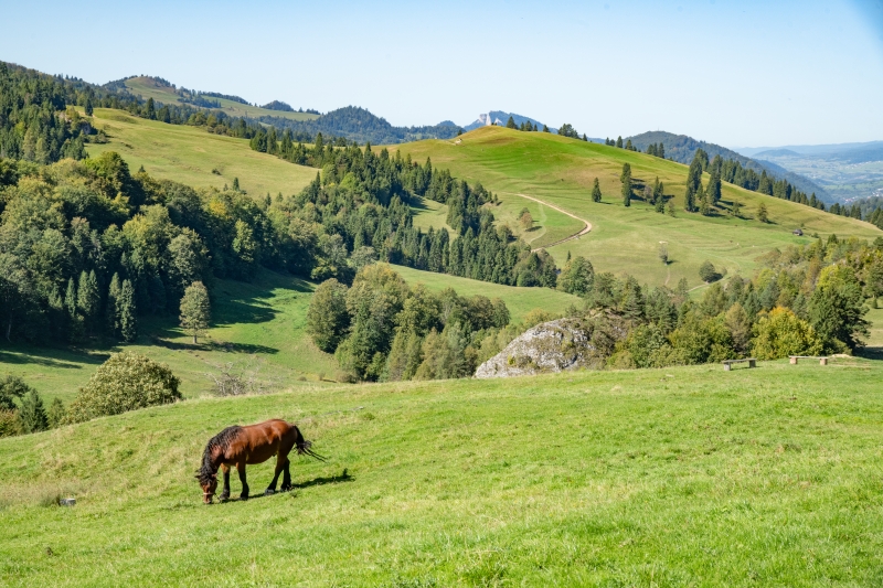 _DSC4886_1
