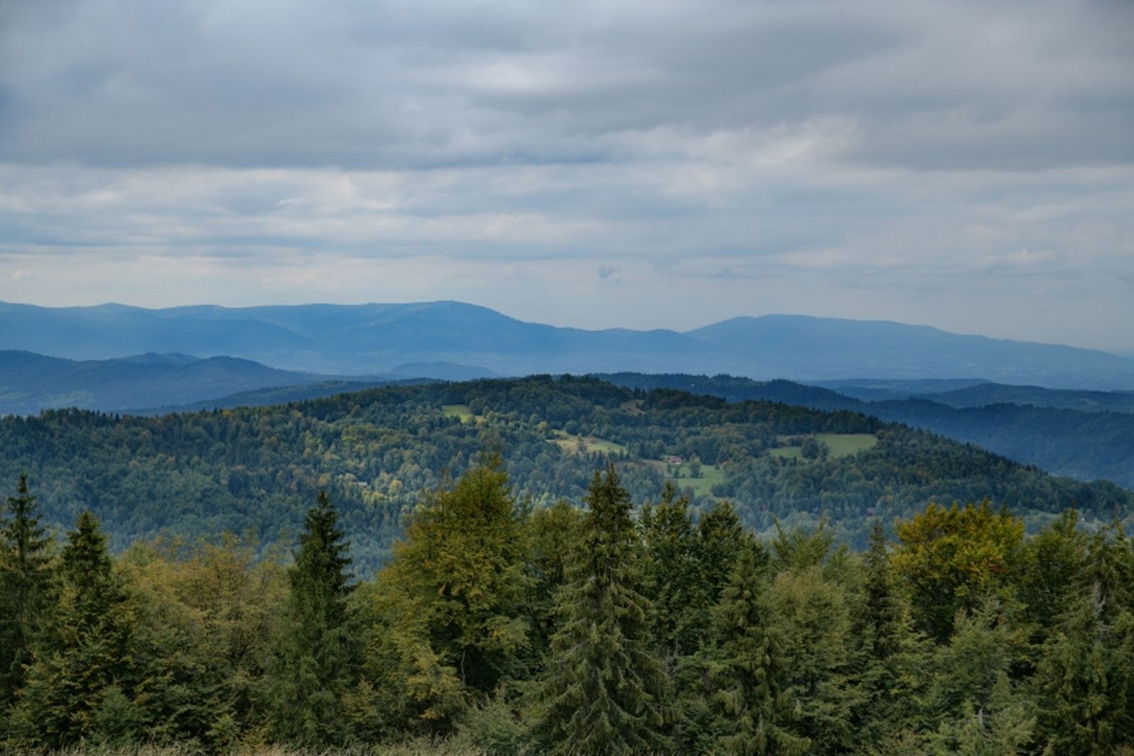 modralowa017