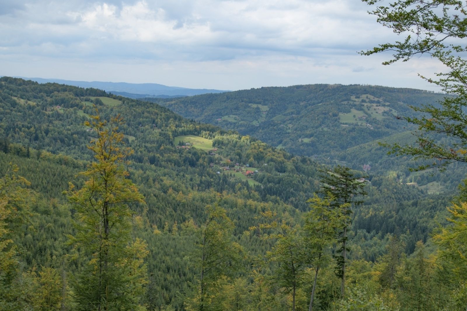 modralowa022