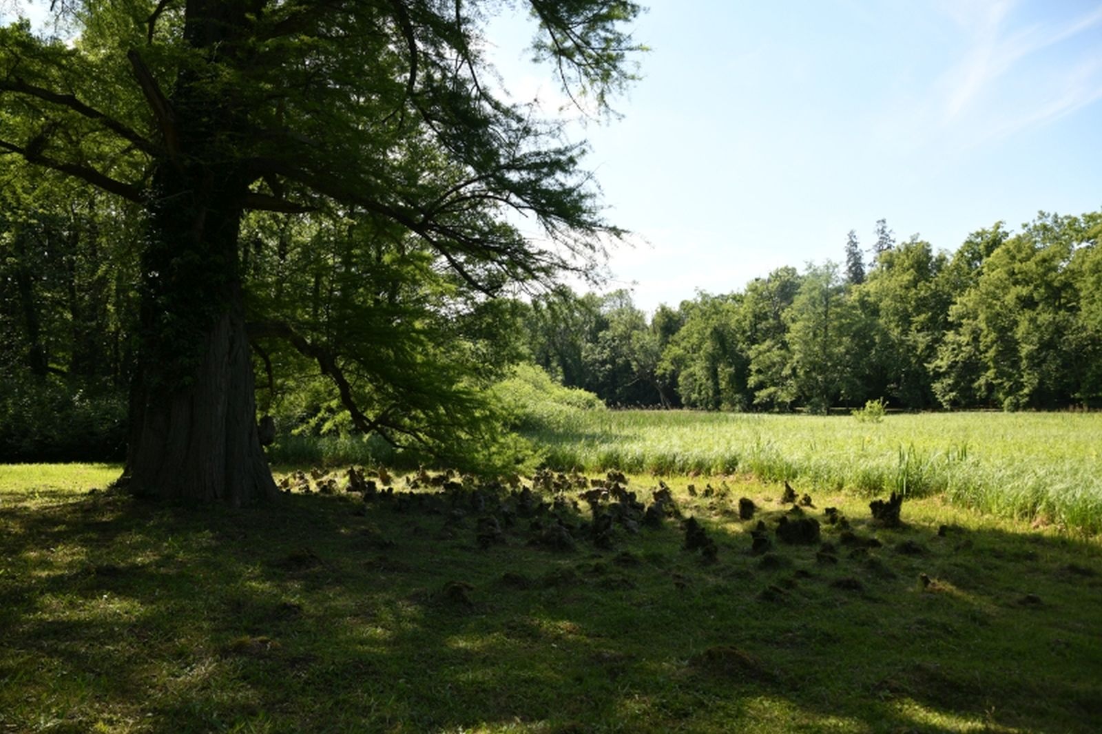 wielkopolskaa008