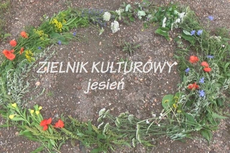 zielnik jesien 12 20