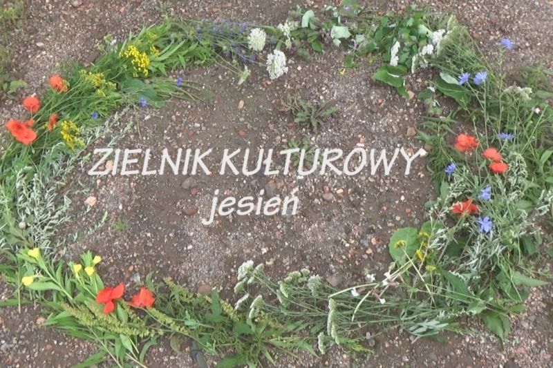 zielnik jesien 12 20