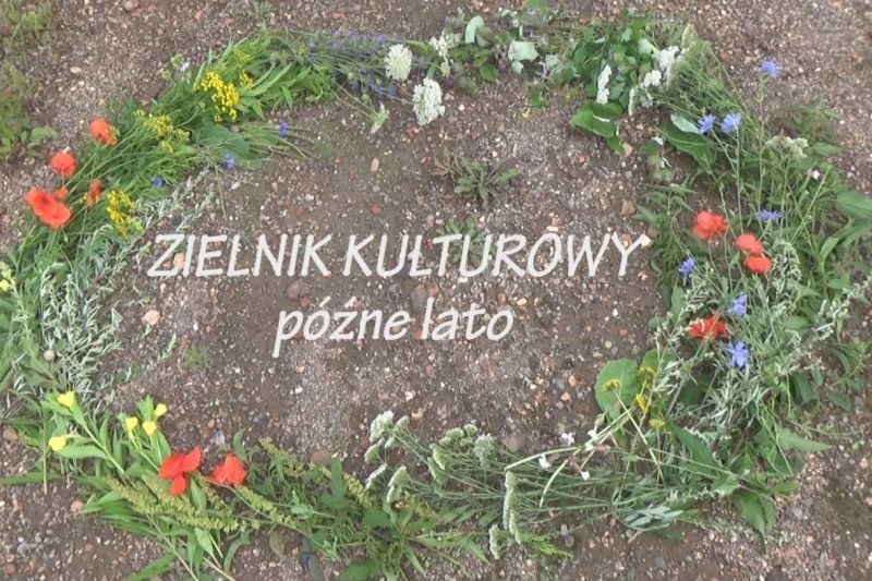 zielnik kulturowy pozne lato 12 20